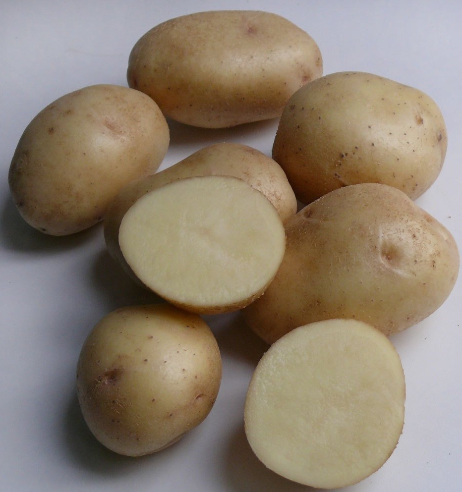 картофель сорта джелли фото